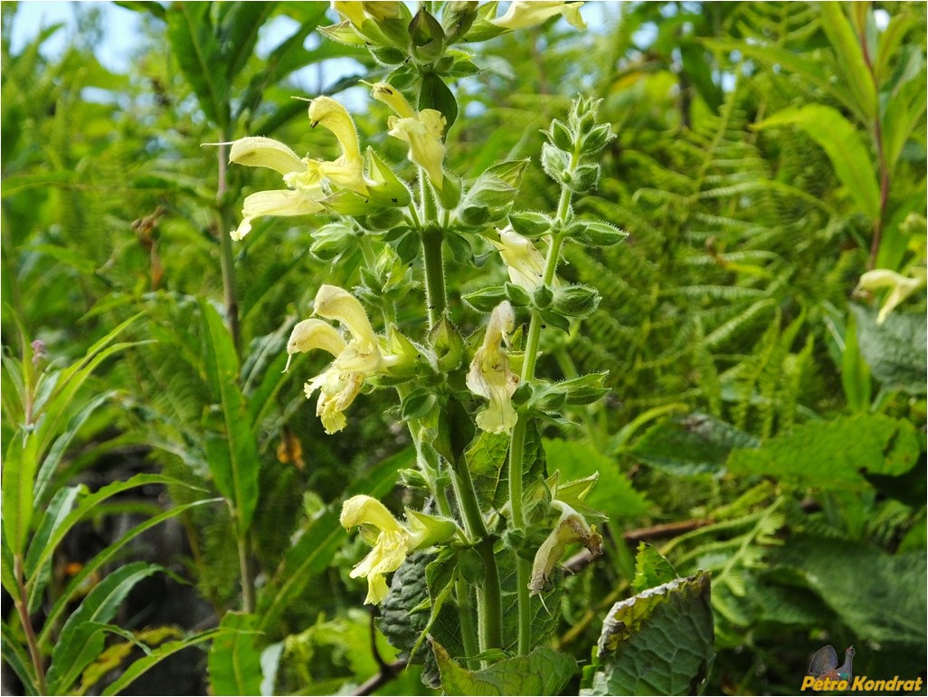 Изображение особи Salvia glutinosa.