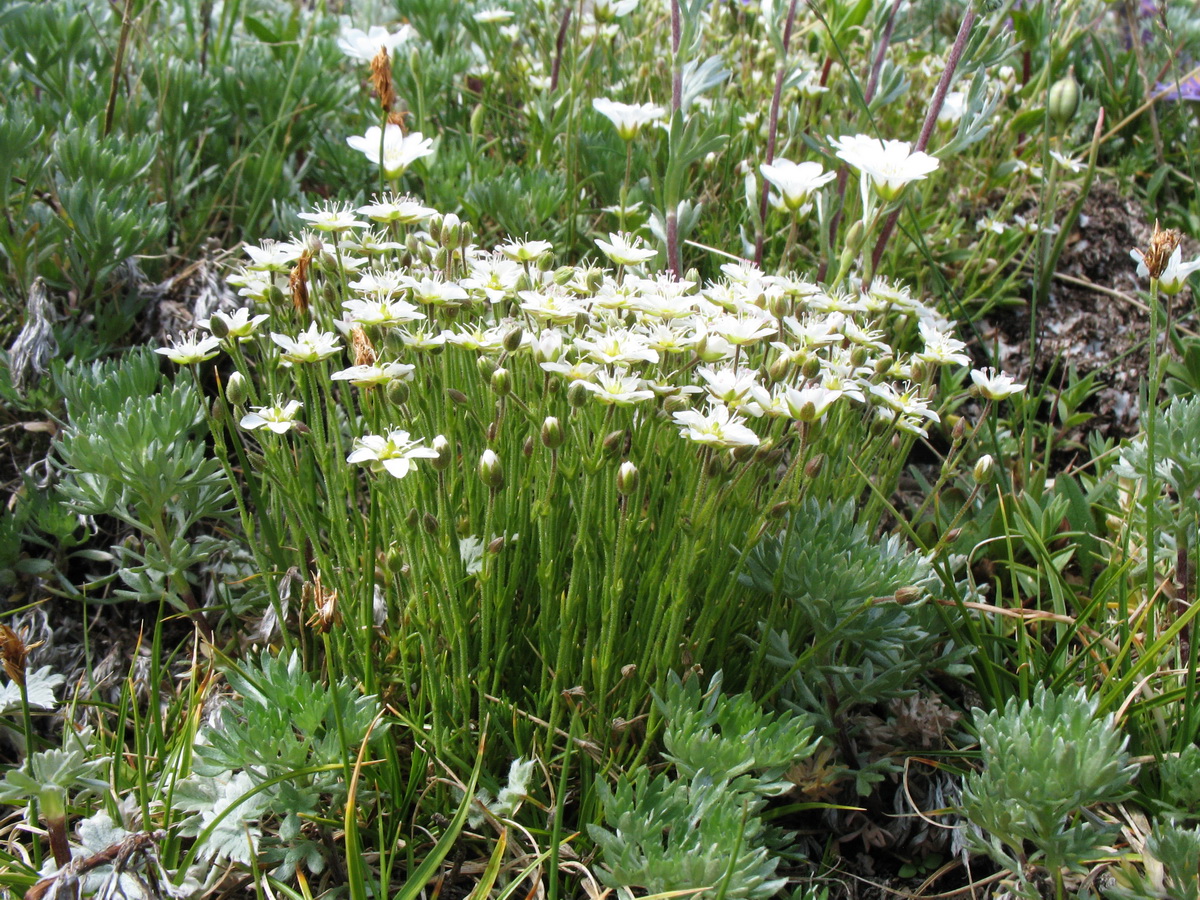 Image of Minuartia verna specimen.