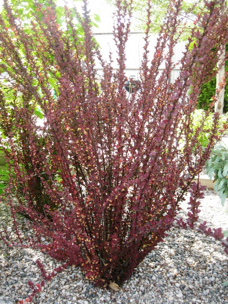 Image of Berberis thunbergii specimen.