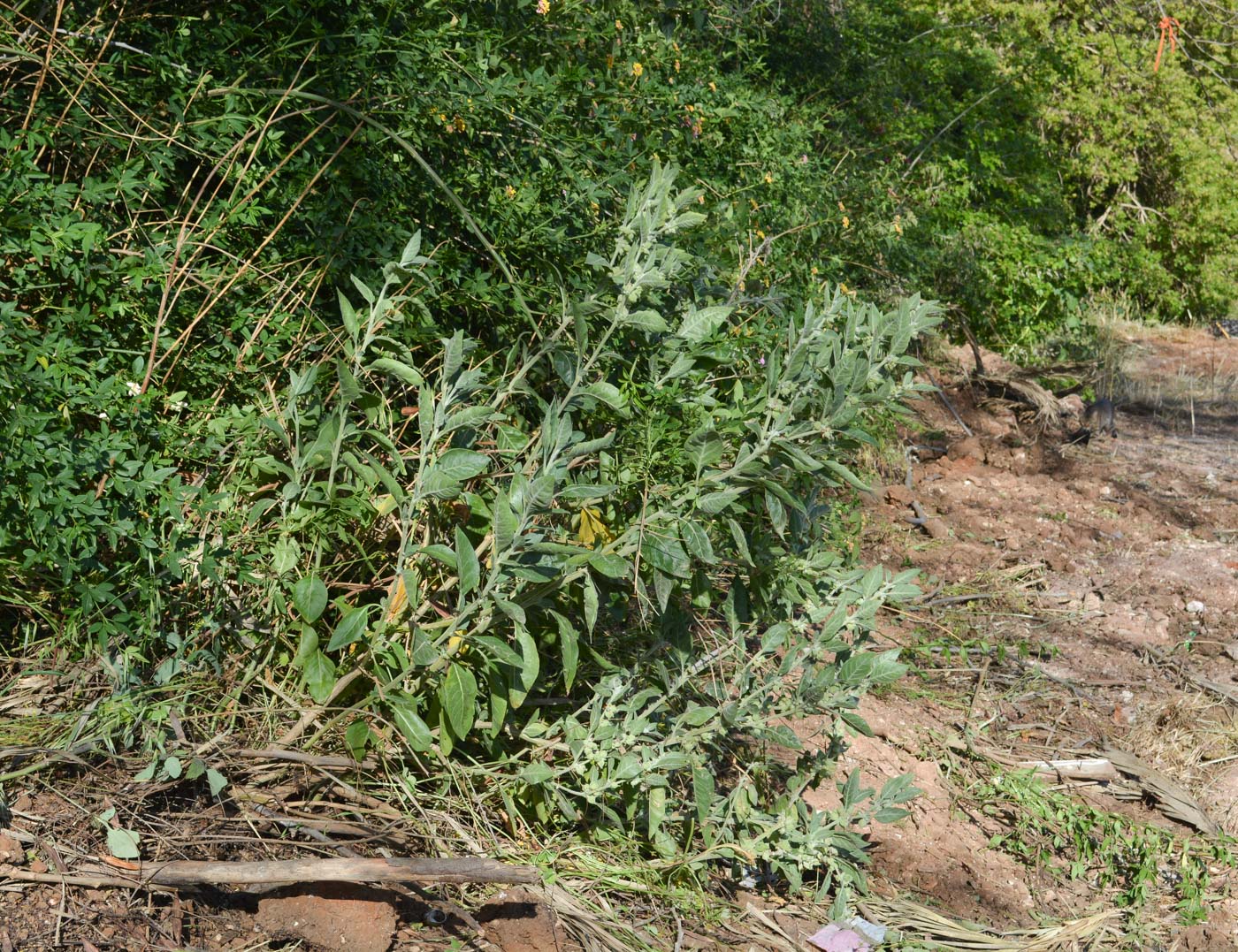 Image of Withania somnifera specimen.