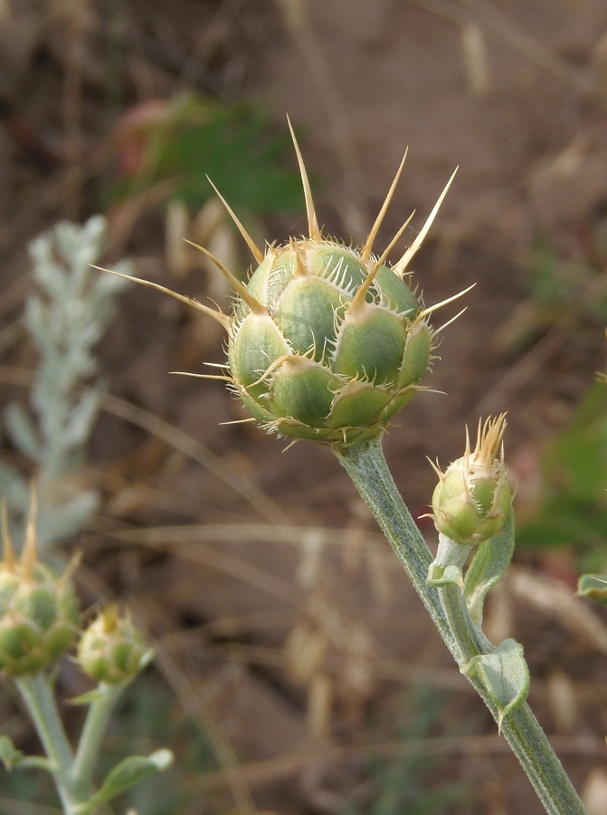 Image of Centaurea salonitana specimen.