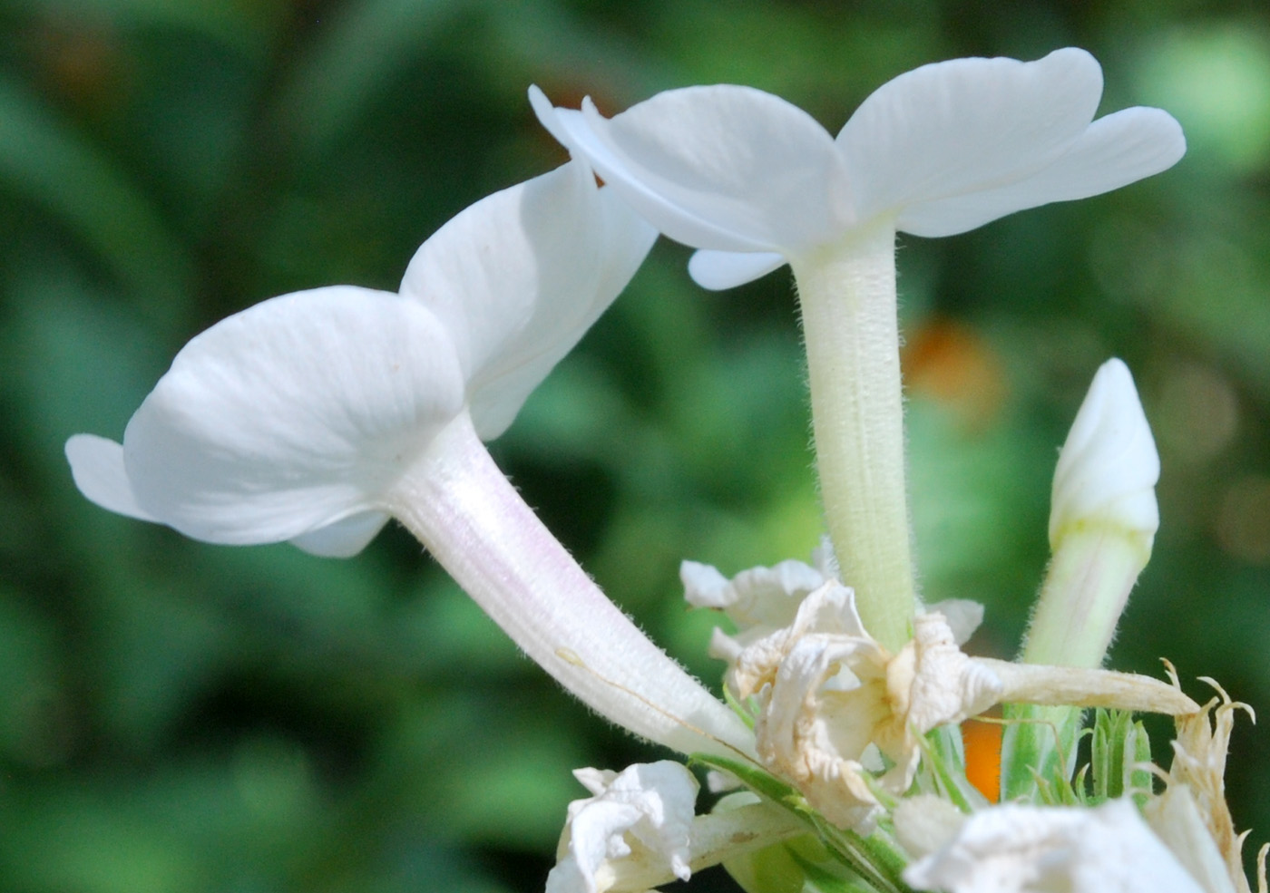 Изображение особи Phlox paniculata.