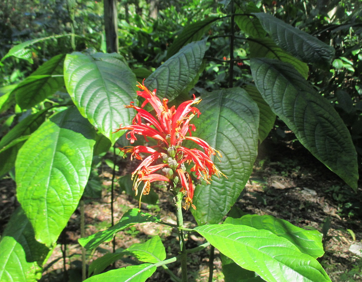 Image of Aphelandra jacobinioides specimen.