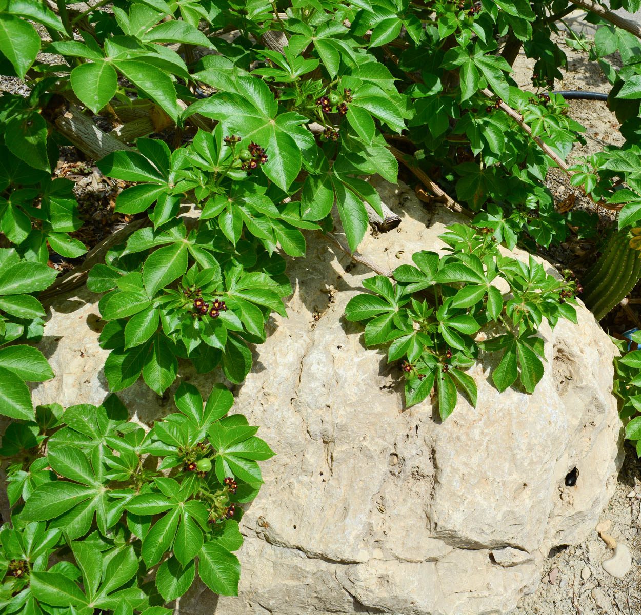 Image of Jatropha gossypiifolia specimen.