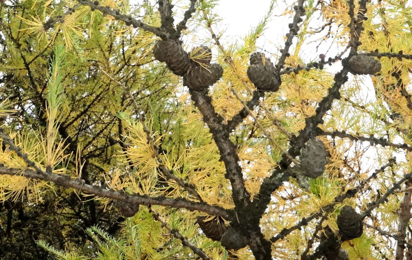 Image of genus Larix specimen.