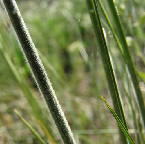 Image of Stipa brauneri specimen.