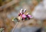 Phlomoides canescens. Верхушка побега с соцветием. Таджикистан, Фанские горы, ущелье Куликалон, ≈ 2700 м н.у.м., сухой склон. 04.08.2017.