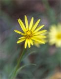 genus Tragopogon. Соцветие. Грузия, Кахетия, окр. г. Кварели, монастырь Некреси, каменистый склон у обочины дороги. 04.05.2017.