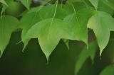 Liquidambar formosana. Листья. Китай, Гуанси-Чжуанский автономный р-н, национальный парк Shiwan Dashan National Forest Park, парк рядом с гостиницей. 9 марта 2016 г.