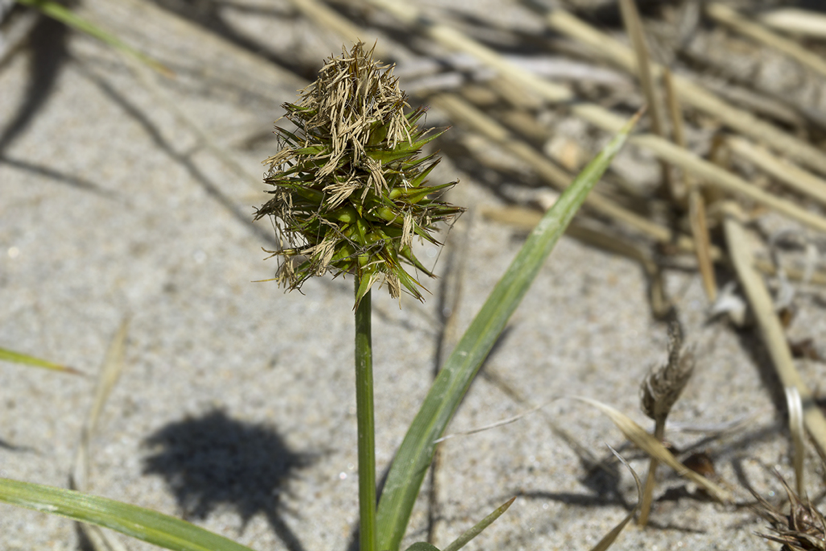 Изображение особи Carex macrocephala.