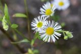 Erigeron annuus. Соцветия. Московская обл., Одинцовский р-н, г. Кубинка, лужайка. 20.09.2017.