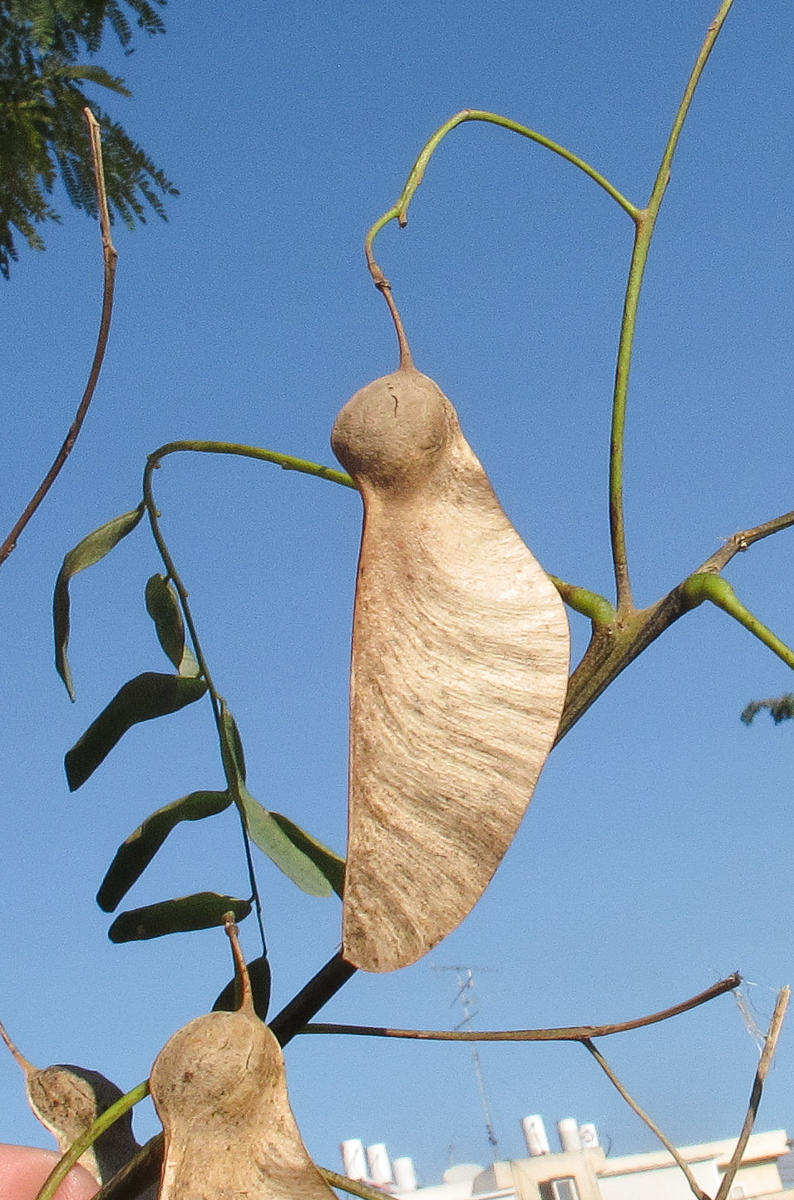 Image of Tipuana tipu specimen.