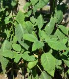 Brugmansia arborea