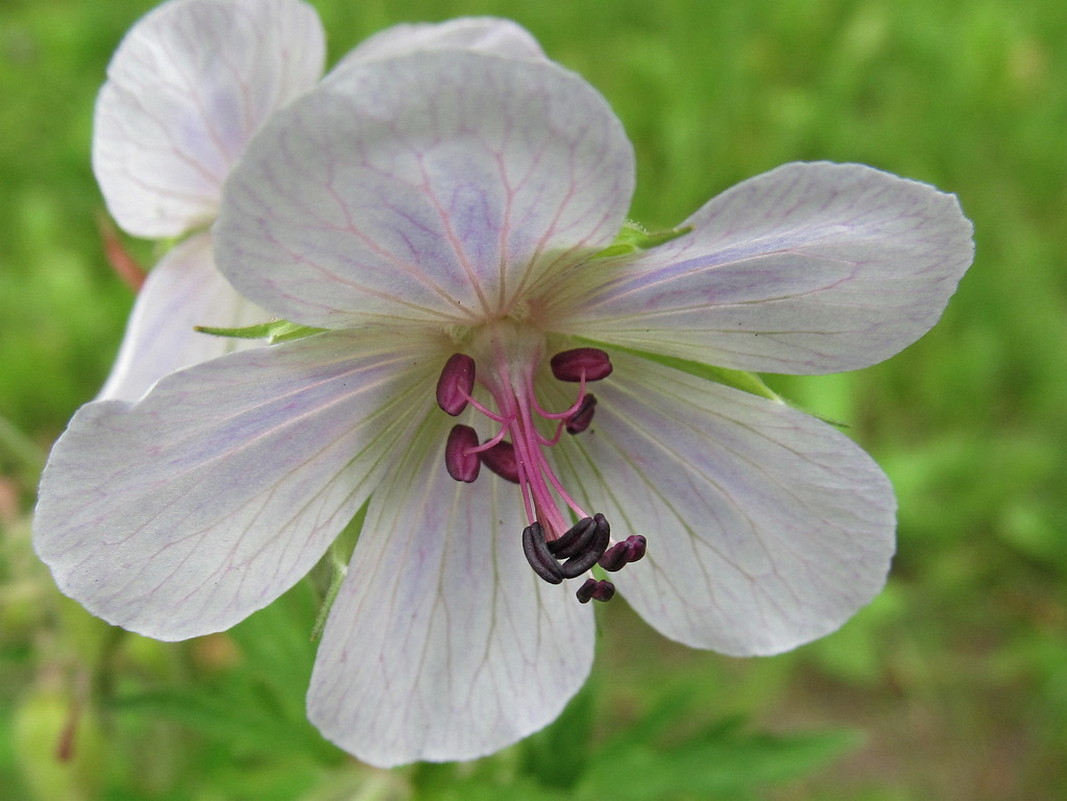 Image of Geranium pratense specimen.