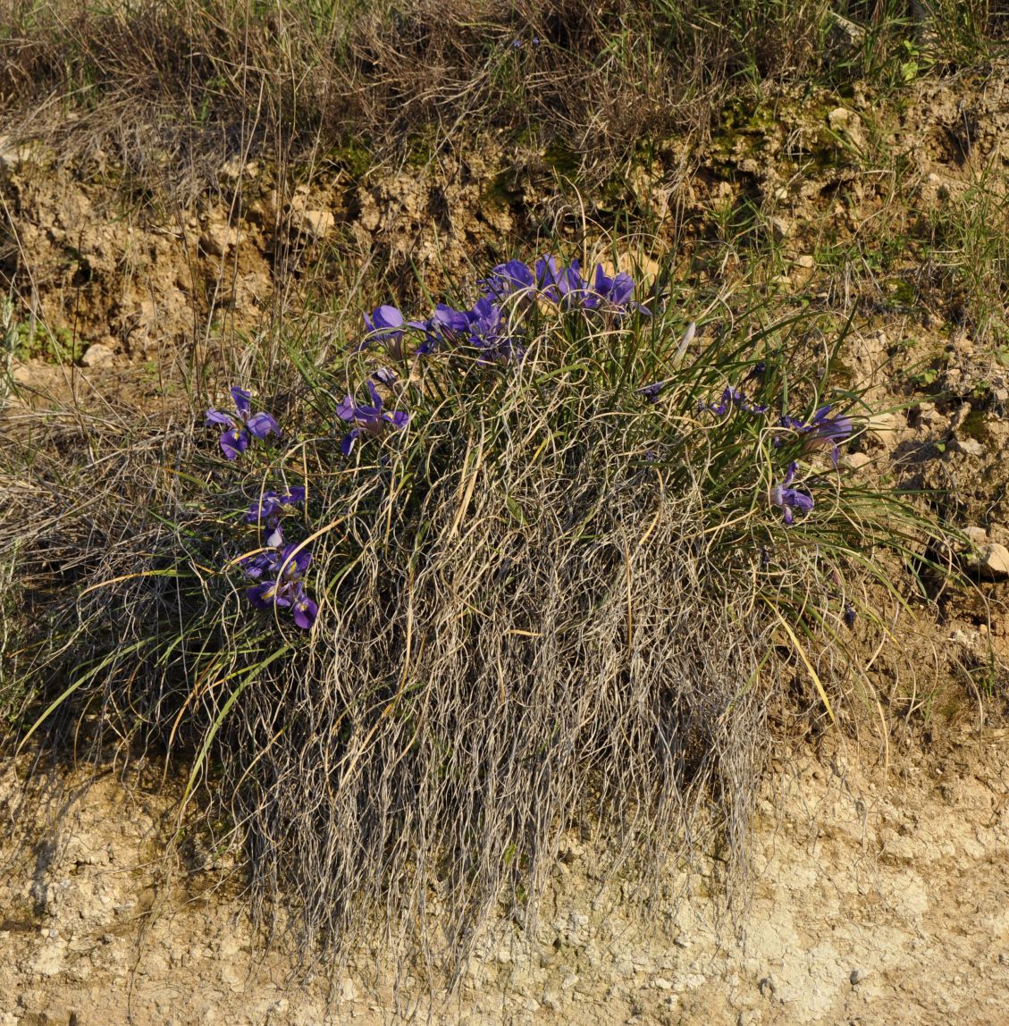 Image of Iris unguicularis ssp. carica specimen.