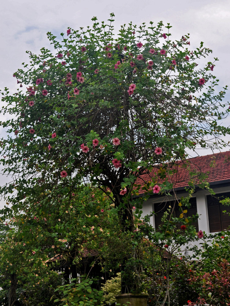 Image of Allamanda blanchetii specimen.