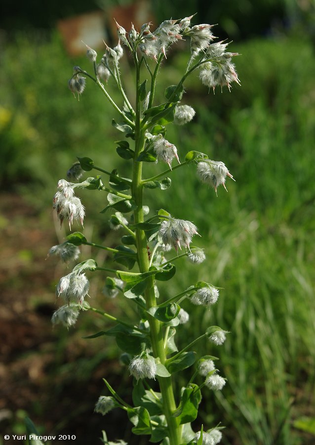 Image of Rindera lanata specimen.