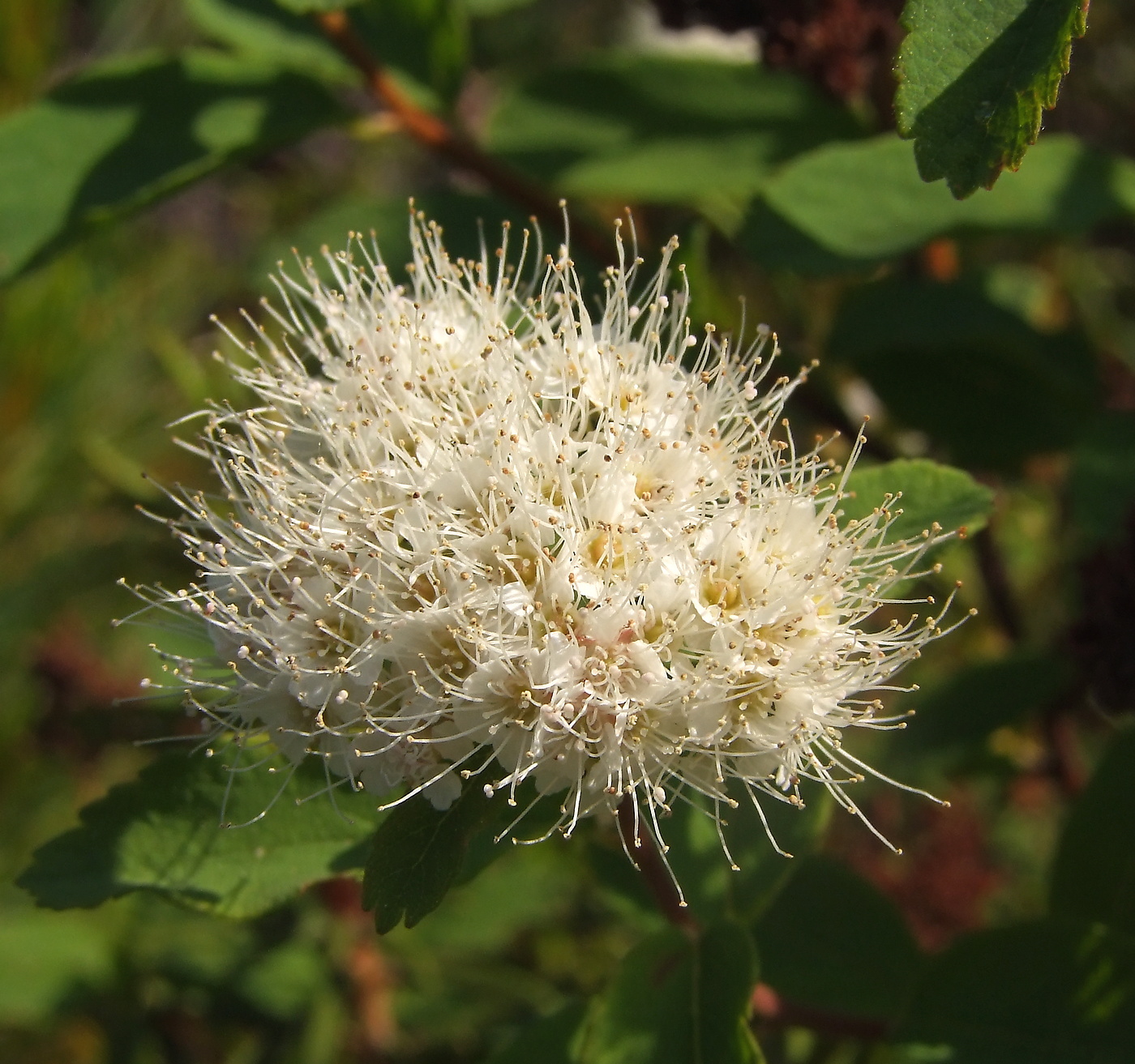 Изображение особи Spiraea beauverdiana.