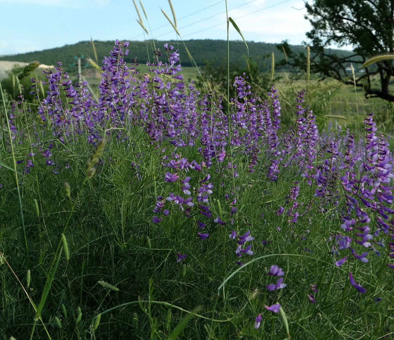 Изображение особи Vicia elegans.