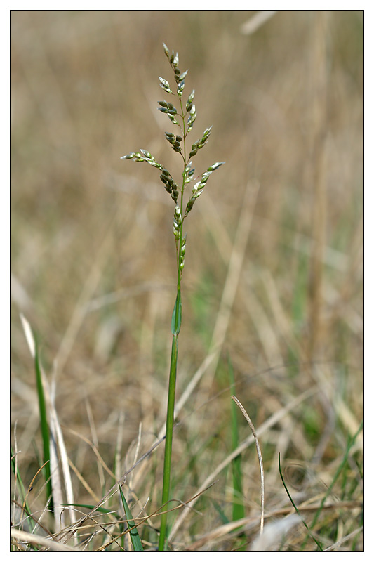 Image of Hierochloe odorata specimen.