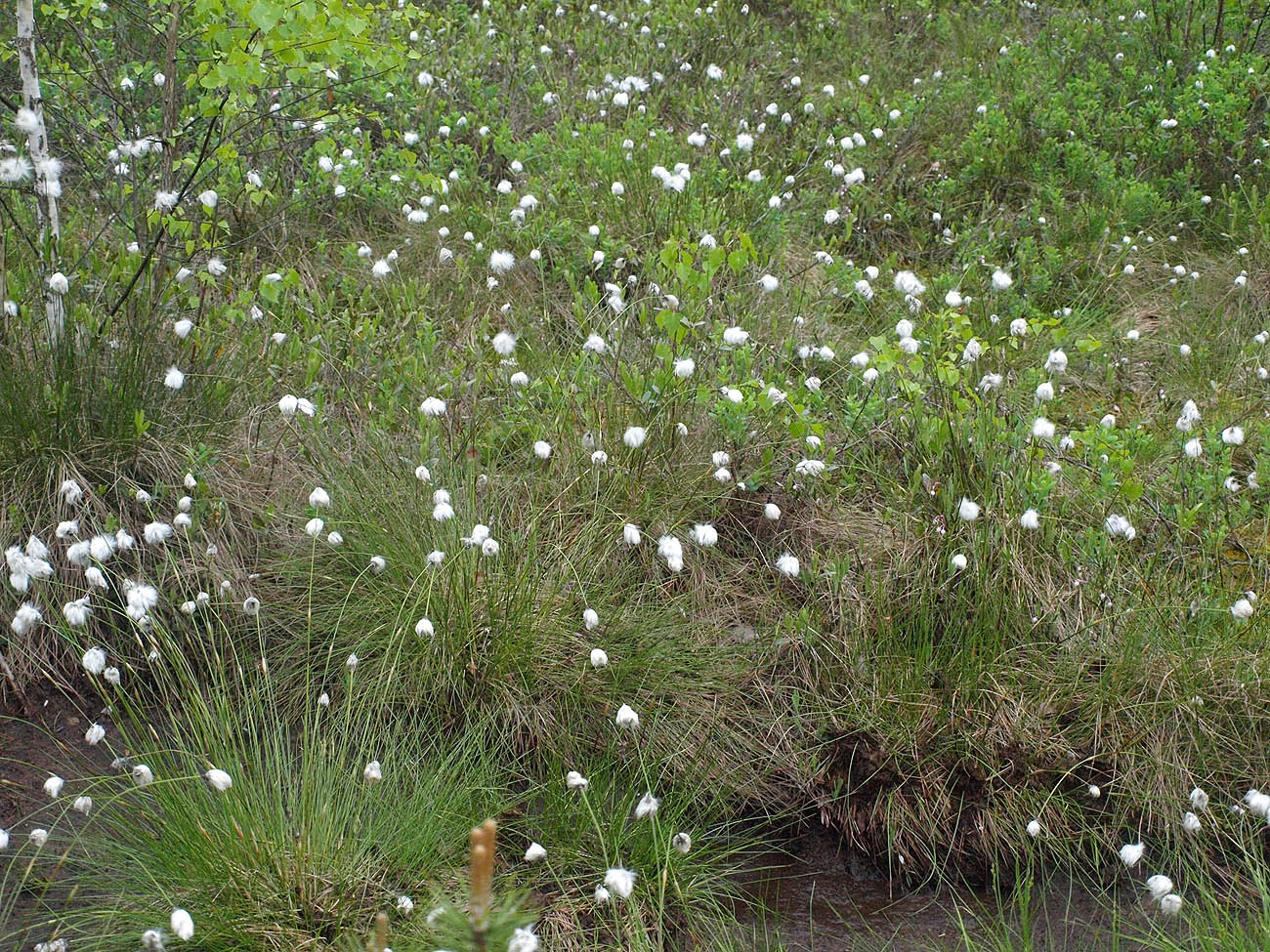 Изображение особи Eriophorum vaginatum.