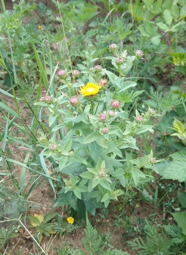 Изображение особи Inula aspera.