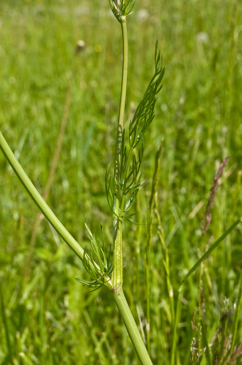 Image of Carum carvi specimen.