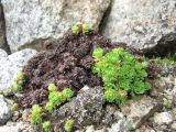 Saxifraga adenophora