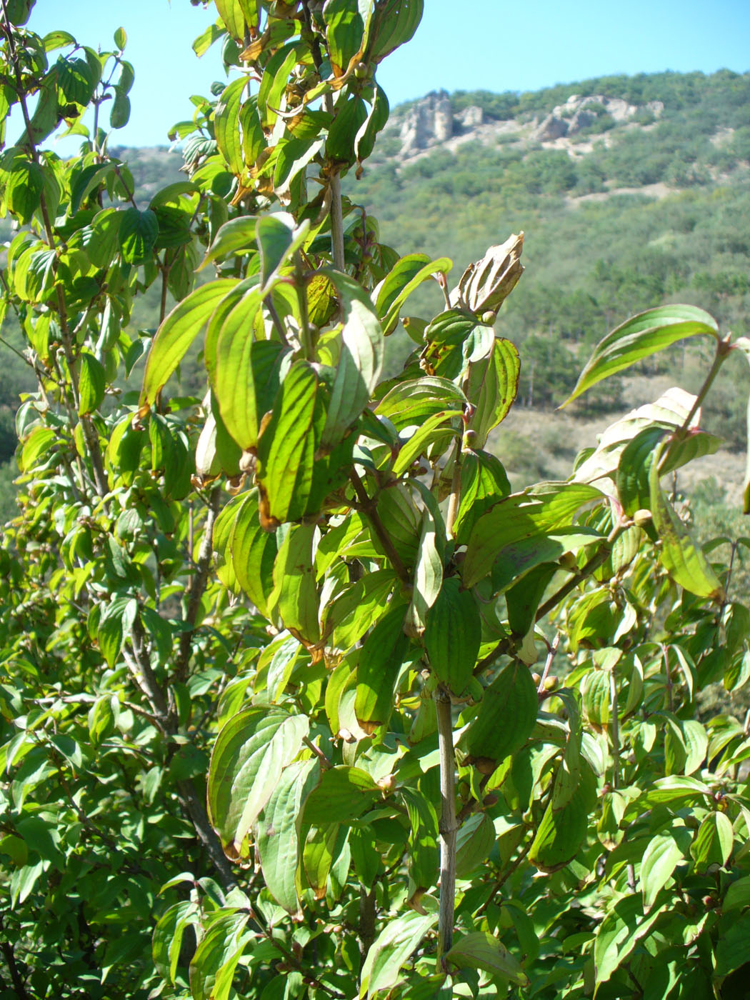 Изображение особи Cornus mas.