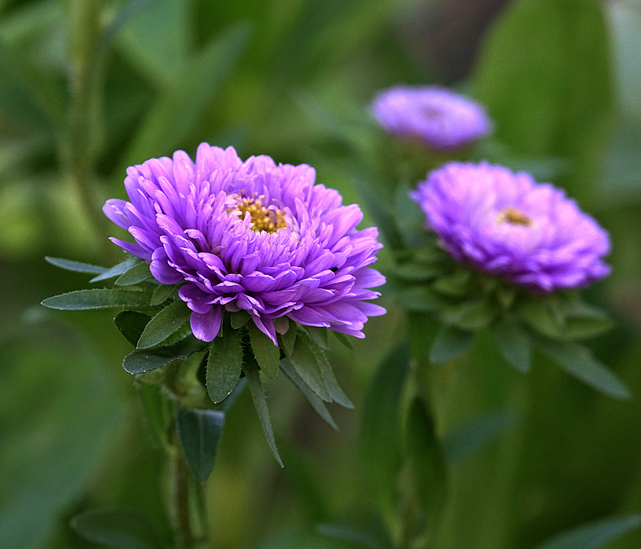 Каллистефус цветок фото