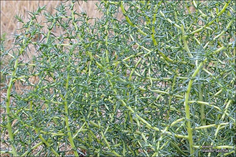 Image of Salsola soda specimen.