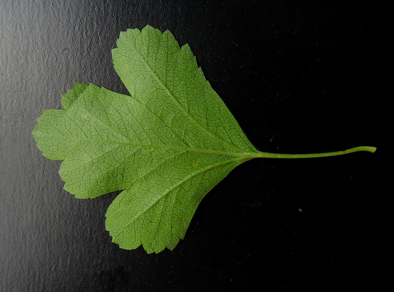 Image of Crataegus leiomonogyna specimen.