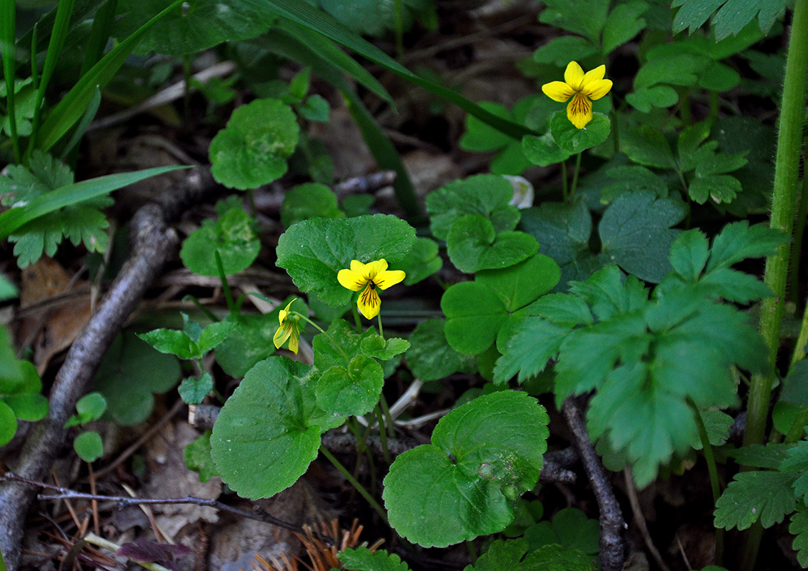 Image of Viola biflora specimen.