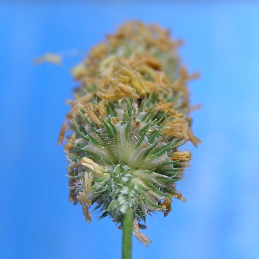 Image of Phleum pratense specimen.