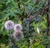 Echinops sphaerocephalus. Соцветия, листья, стебли. Пермский край, г. Пермь, Кировский р-н, клумба у жилого дома. 08.08.2019.