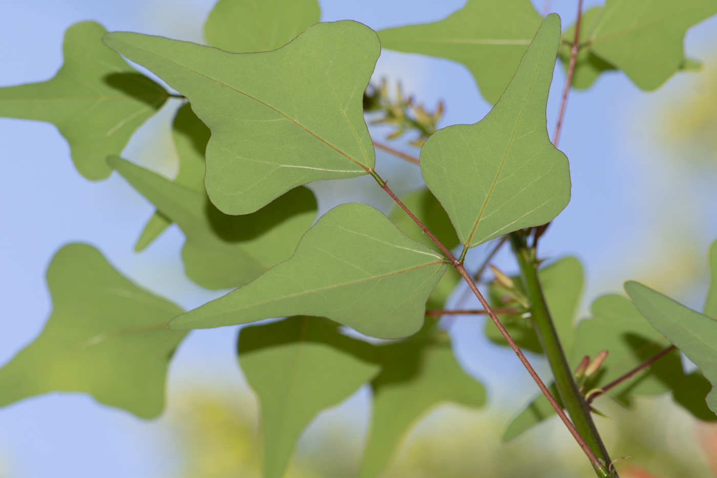 Image of Erythrina herbacea specimen.