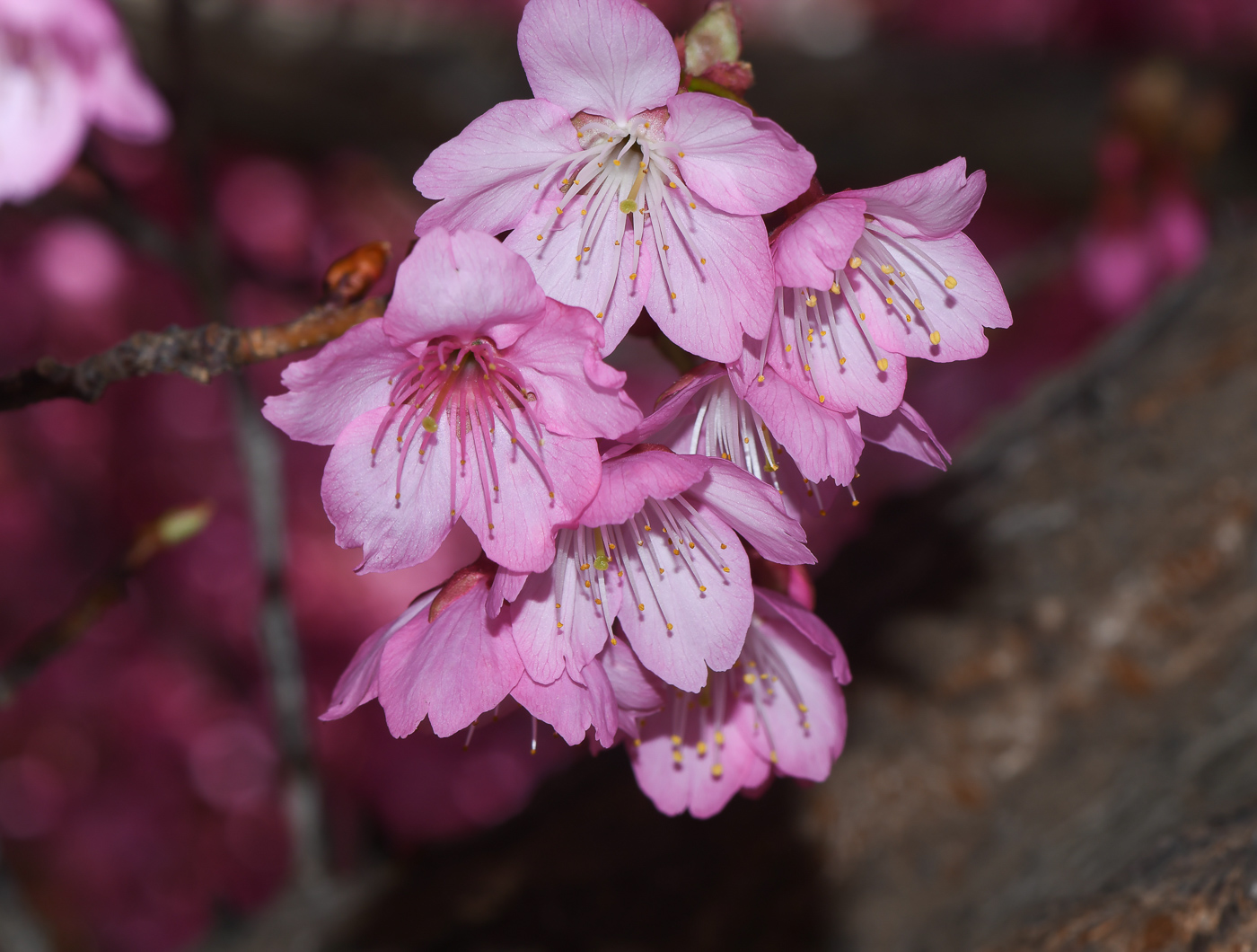 Image of Prunus campanulata specimen.