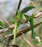 Image of taxon representative. Author is Роланд Цандекидис