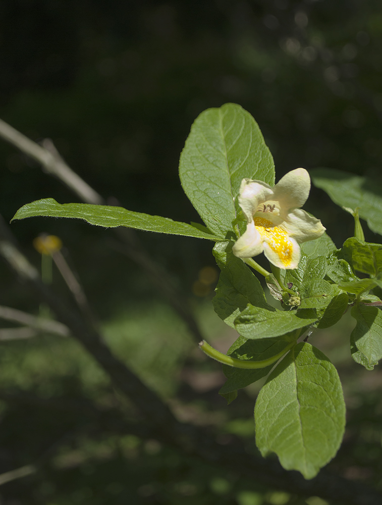 Изображение особи Weigela middendorffiana.