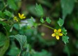 Saxifraga cymbalaria