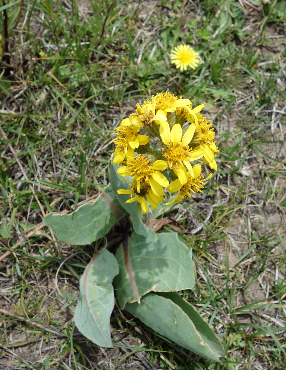 Изображение особи Ligularia alpigena.