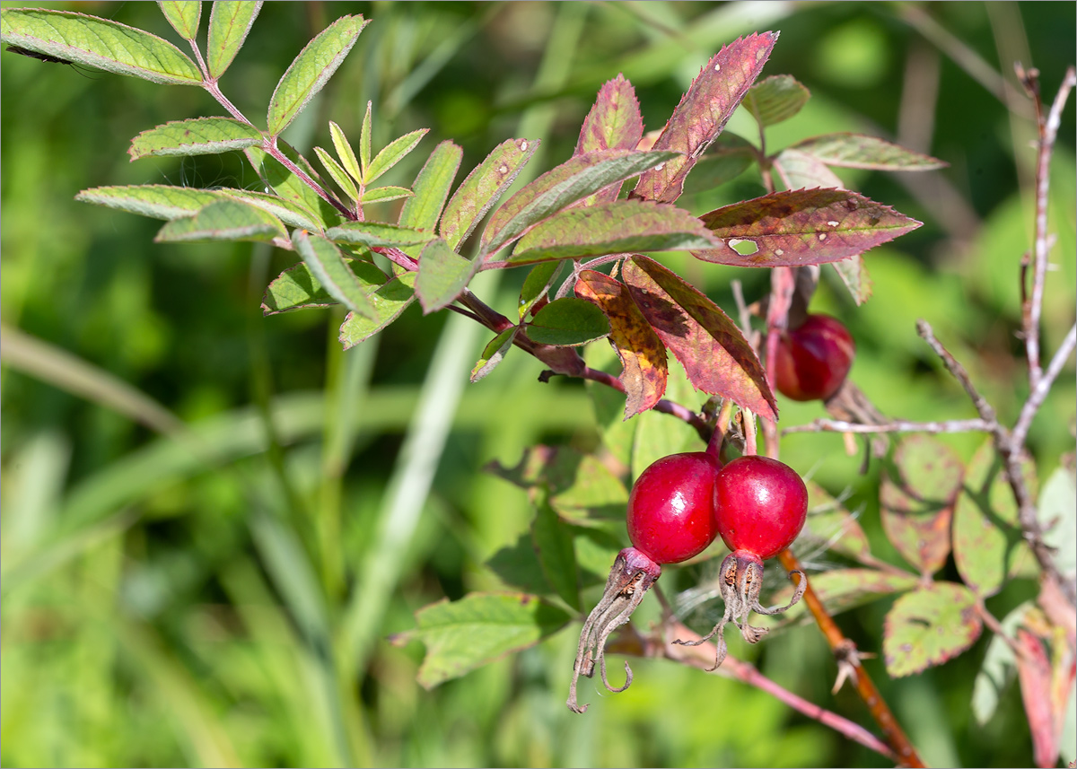 Изображение особи Rosa cinnamomea.