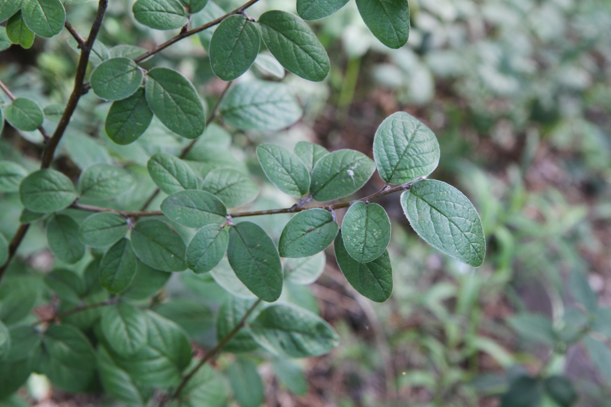 Image of Cotoneaster melanocarpus specimen.