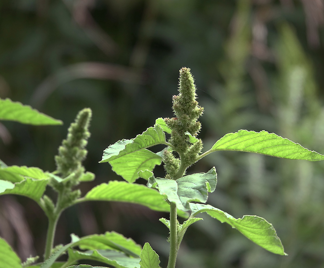 Image of Amaranthus retroflexus specimen.