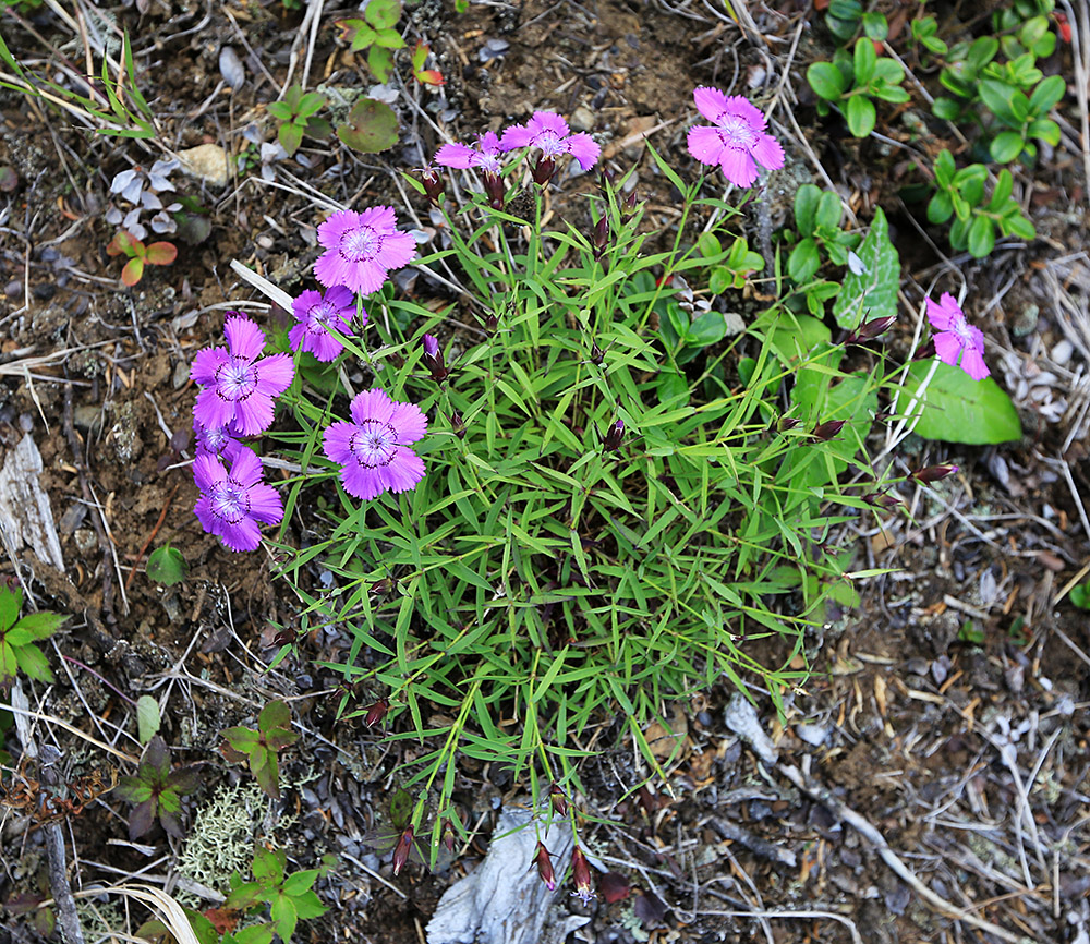 Image of Dianthus repens specimen.