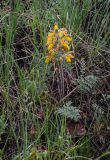 Phlomoides speciosa