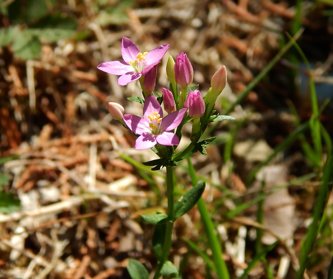 Image of Centaurium erythraea ssp. turcicum specimen.