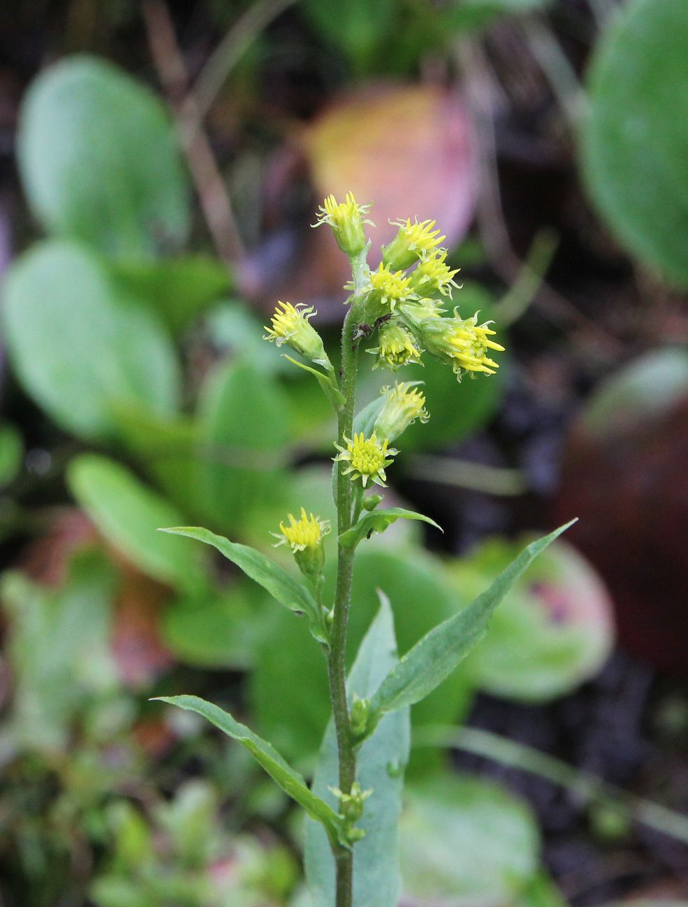 Изображение особи род Solidago.