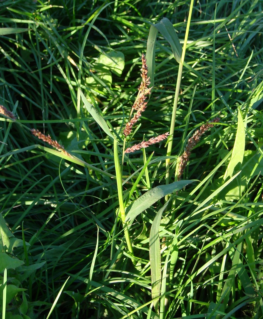 Image of Echinochloa crus-galli specimen.