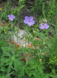 genus Geranium. Верхушка цветущего растения. Кабардино-Балкария, Эльбрусский р-н, окр. с. Нейтрино, ок. 1800 м н.у.м., каменистый склон. 05.07.2020.